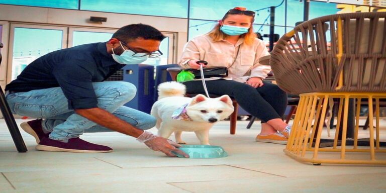 LAH LAH is welcoming pooches to its large outdoor space via a dedicated doggy lift-2