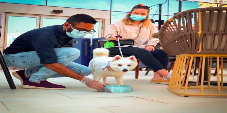 LAH LAH is welcoming pooches to its large outdoor space via a dedicated doggy lift-2