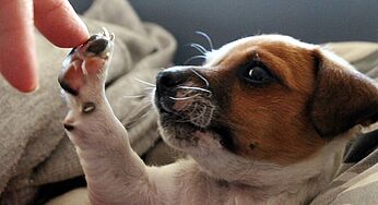 These 5 Dog Video Compilations Will Give You Life!