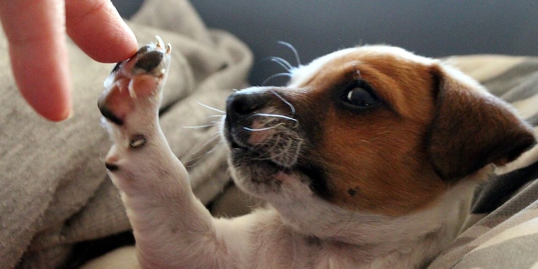 These 5 Dog Video Compilations Will Give You Life!