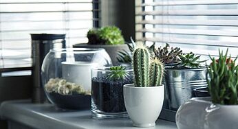 6 Indoor Plants To Make Your Home Look Beautiful 