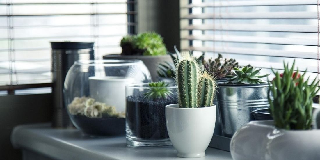 6 Indoor Plants To Make Your Home Look Beautiful 