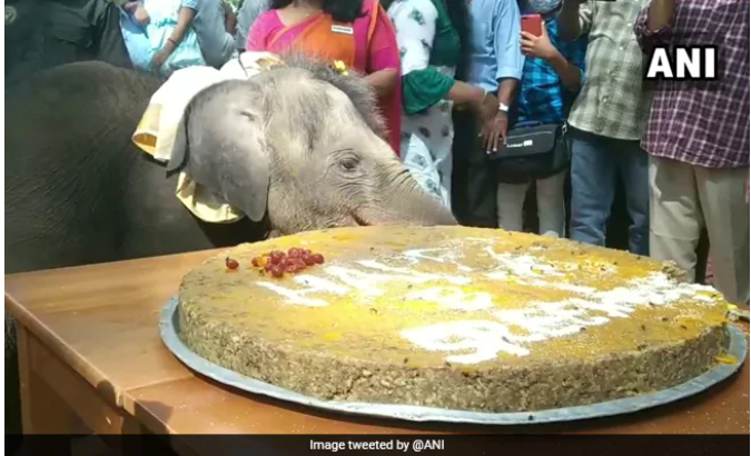 A Baby Elephant Celebrated Her First Birthday!