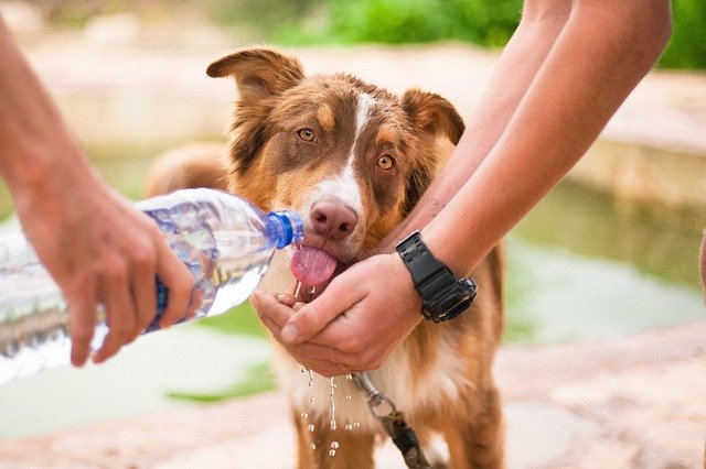 Nepal & India Have An Entire Festival Dedicated To Dogs