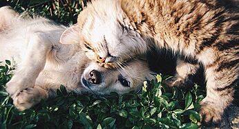 Top 5 Pet Friendly Places In Dubai