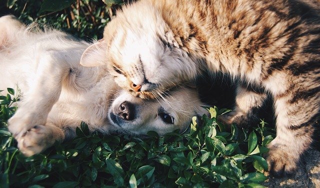 Top 5 Pet Friendly Places In Dubai