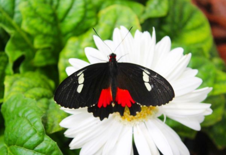 Enjoy The Colour Filled Life Inside The Dubai Butterfly Garden With These Pictures