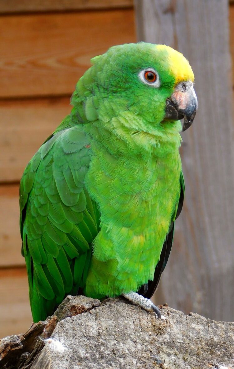 Pet Parrot In Australia Saves His Owner From Massive House Fire