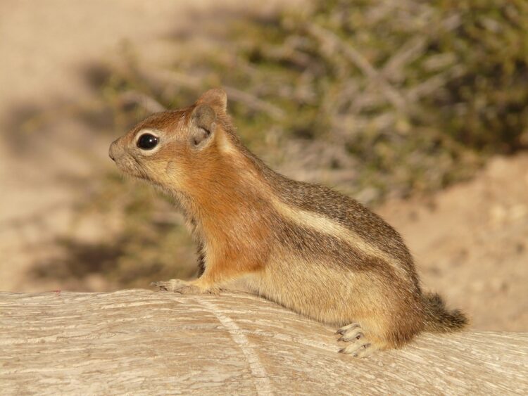 Angry Squirrel Attacks Residents Of Queens Neighborhood In New York