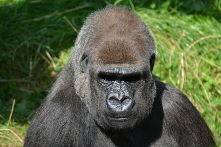 Gorillas At The San Diego Zoo Safari Park Test Positive For COVID-19