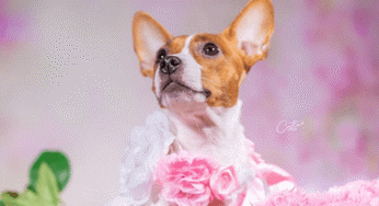 Hooman Does A Maternity Photoshoot For Her Dog, See Pictures: