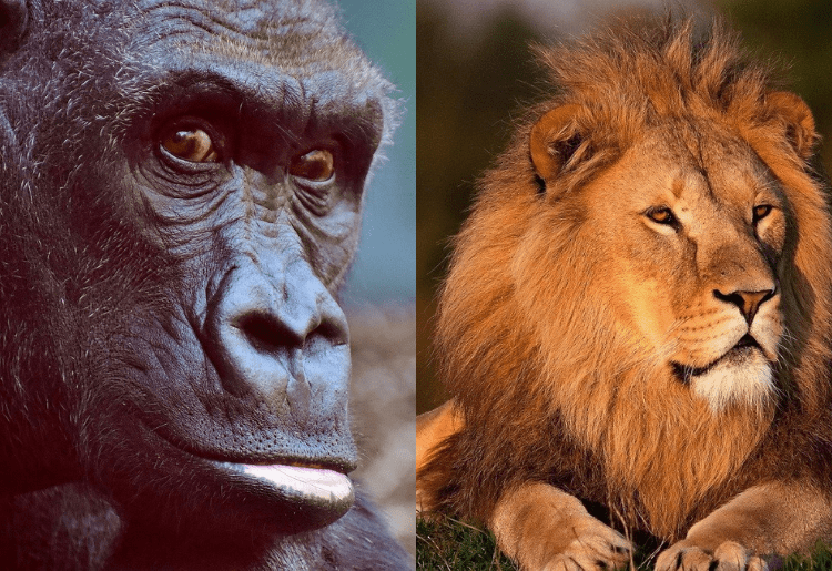 In A Zoo In Prague, Two Lions & A Gorilla Tested Positive For The Coronavirus