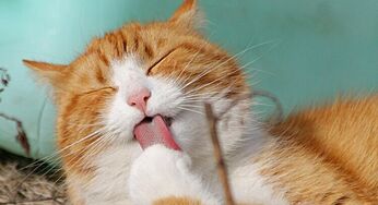 Take Your Furry Friend At This Luxury Cat Hotel For A Staycation