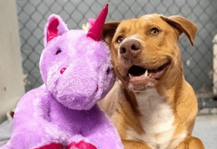 Meet Sisu, A Stray Dog Who Kept Stealing A Stuffed Unicorn, Now Finds A Home With It
