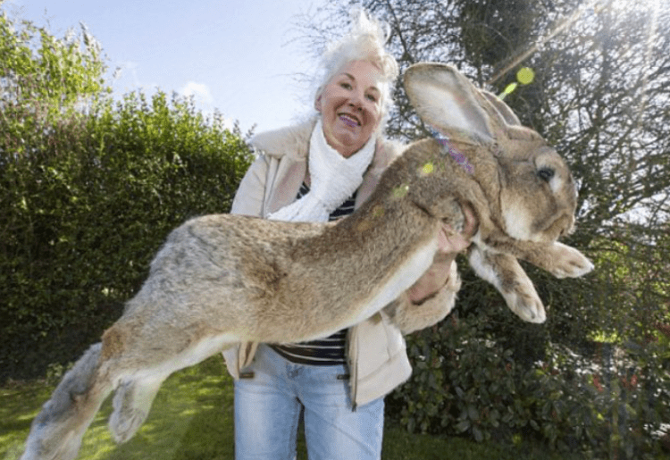 World’s Largest Rabbit Stolen From Its Home In England