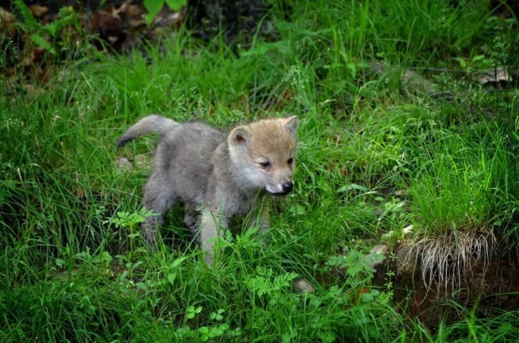 Watch This Cute-Terrifying Video Of Wolf Pups Practising Their Howl