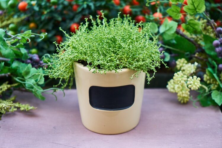 3 Basic Things You Can Do At Home To Keep Your Oxygen Levels On Track