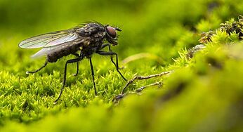Science Behind Flies Rubbing Their Legs Together