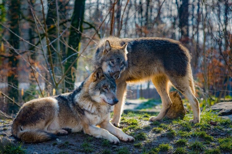 Wolf Collar Camera Shows What Actually They Do All Day, See Video: