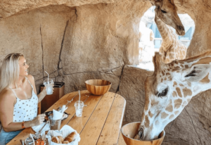 Enjoy A Meal With Giraffes At Emirates Park Zoo