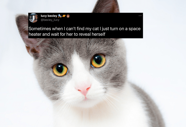 5 Tweets That Summarise What It Is Like To Be A Pet Parent