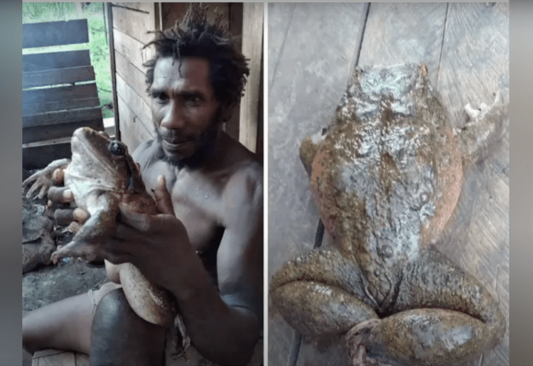 A Frog ‘As Big As Human Baby’ Found In A Village Near The Solomon Islands