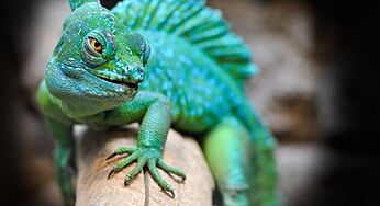 Safari In Sharjah Is Now The Home To 100 New Animals