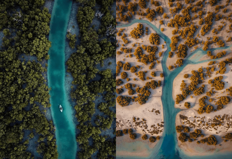 In Pictures: Abu Dhabi’s Green Tree Creek