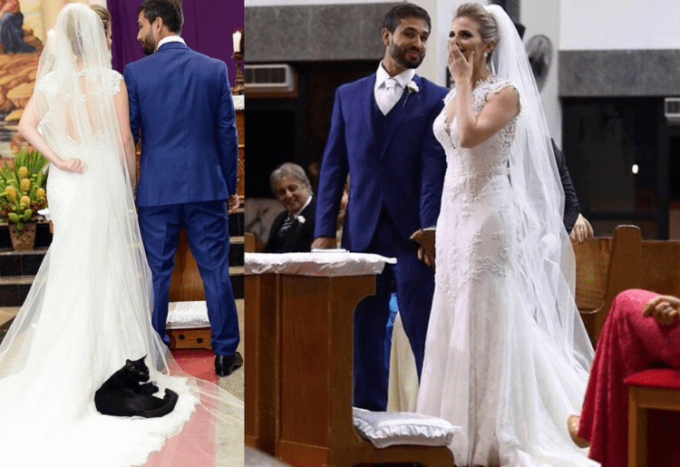 BIZARRE: Cat Jumps On Bride’s Wedding Gown To Take A Quick Nap
