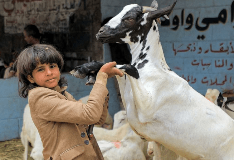 With The New Eid Sacrifice App, You Can Now Make Sacrifice Online