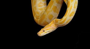 Escaped Python Bit A Man In The Toilet In Austria