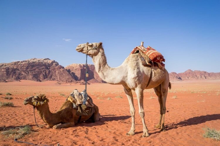 Camel Beauty Contests Will Be Soon Held At The Al Dhafra Festival