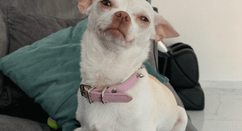 In Pictures: Niki Ozeri – The Angry Instagram Dog