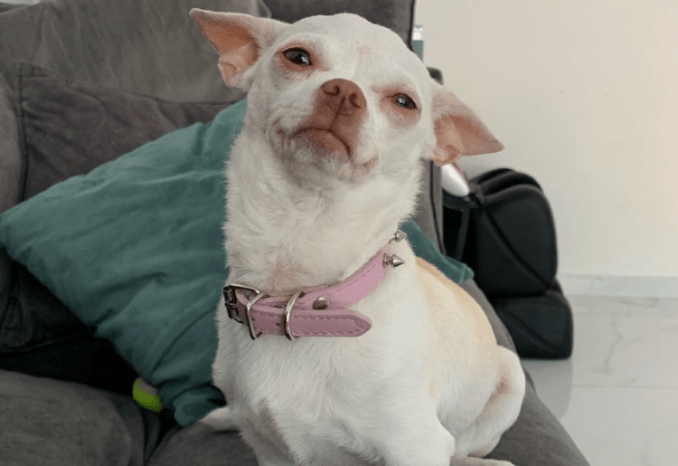 In Pictures: Niki Ozeri – The Angry Instagram Dog