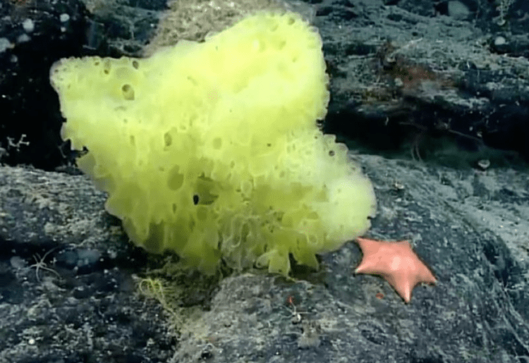 Marine Biologists Spot ‘Real Life’ SpongeBob SquarePants And Patrick Star In The Atlantic Ocean