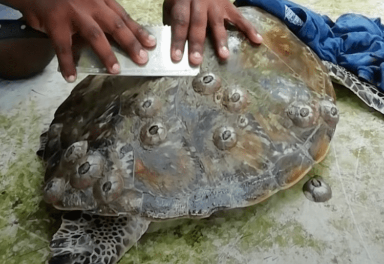 Watch This Video Of A Sri Lankan YouTuber Saving Tons Of Local Turtles