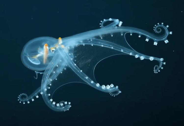 Watch This Video Of ‘Glass Octopus’ Captured On Camera