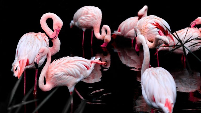 pink-flamingo-3206415_1280