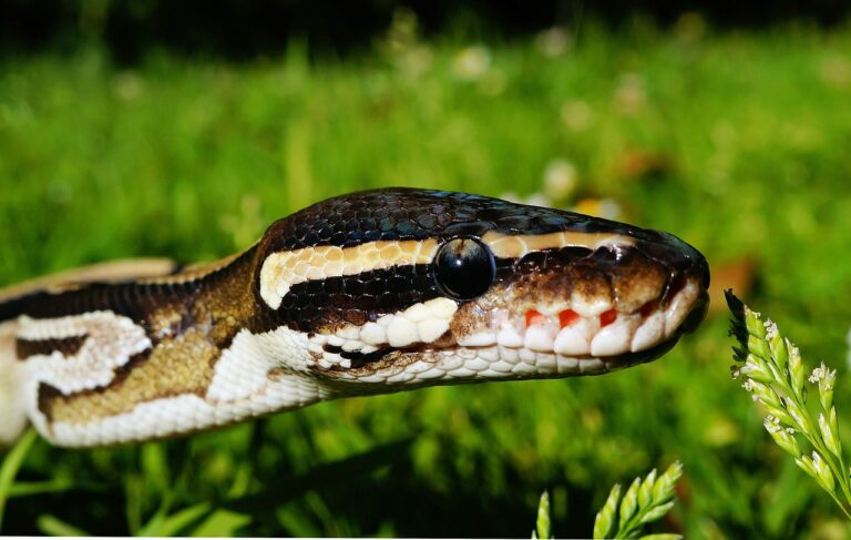 snake-390174_1280