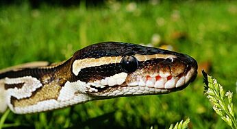 Watch This Video Of A Massive Python Popping Out Of A Shelf In An Australian Supermarket