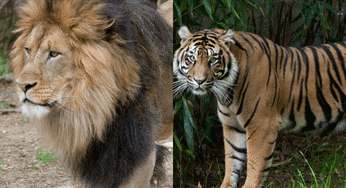 To Increase Appetites, COVID-Sick Zoo Lions & Tigers Are Being Fed Baby Food