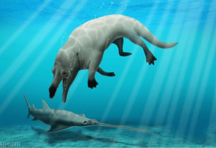 43 Million Year Old Fossil Of A Four Legged Whale Was Found By Scientists