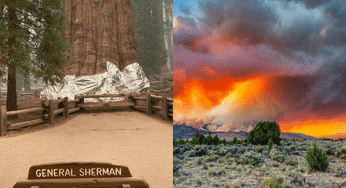 World’s Biggest Tree General Sherman Is At Risk Due To California Wildfires