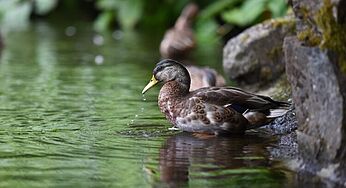 Watch This Video Of An Australian Duck Saying ‘You Bloody Fool’