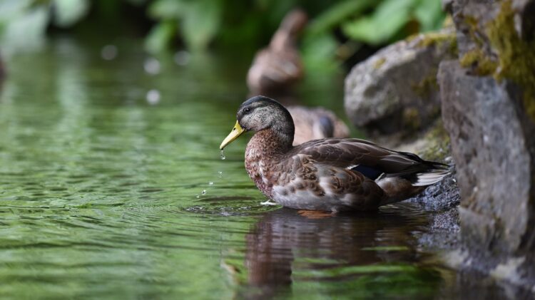 Watch This Video Of An Australian Duck Saying ‘You Bloody Fool’