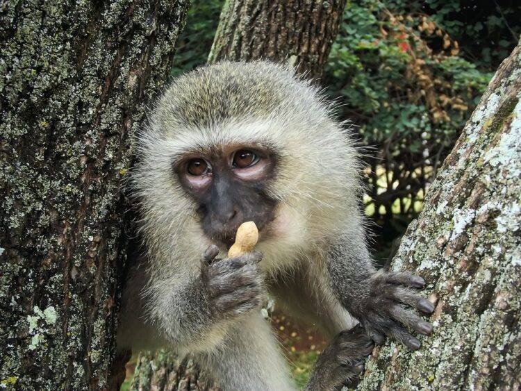 Hungry Monkeys In Bali Are Raiding Homes Due No Tourist Handouts