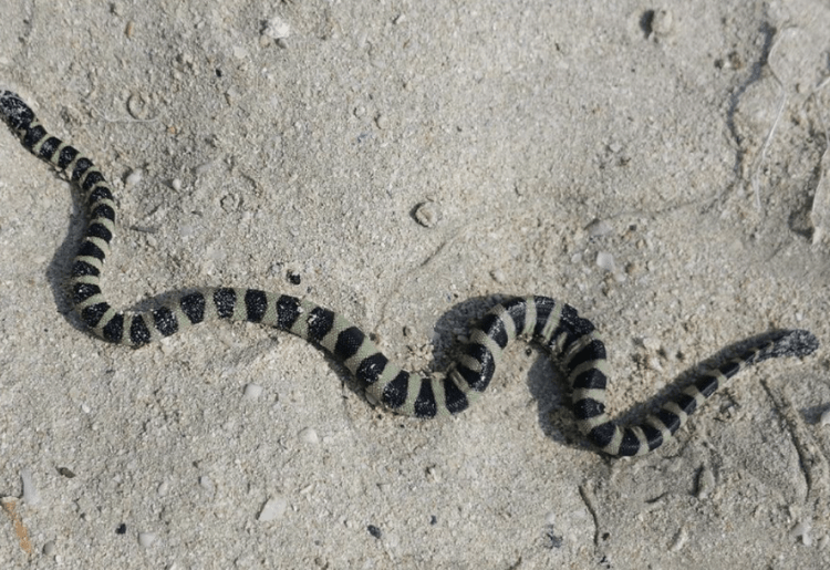 Snakes Were Spotted On Dubai & Sharjah Beaches
