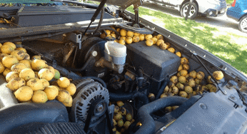 Man’s Chevy Avalanche Has 42 Gallons Of Nuts Left By A Squirrel