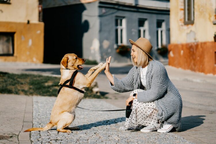 New Law Passed In Spain Which Makes Cats & Dogs Official Members Of The Family