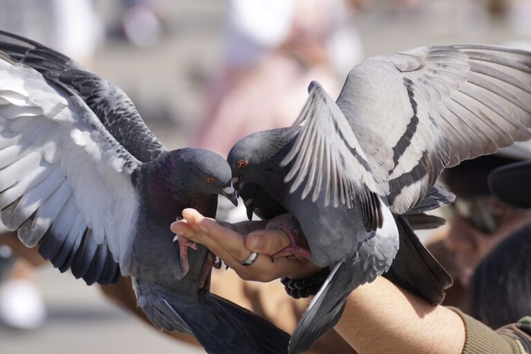 pigeons-3346416_1280